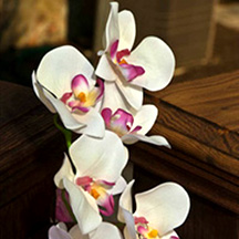 Photographic Pages - Orchid