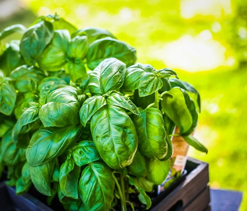 Bella Familia Woodfired Pizza
Northern California LGBT Wedding Caterer
Loomis, CA 
