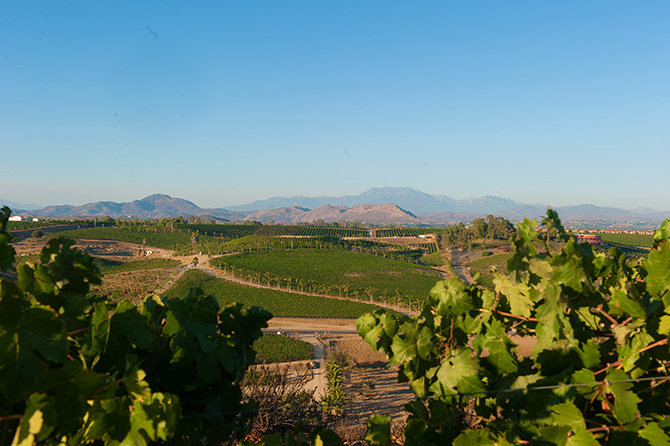 Mount Palomar Winery