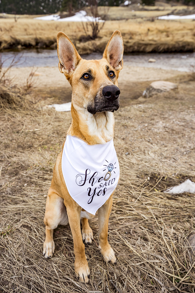 Bonnie Photo
Denver - Boulder, Colorado LGBT Wedding Photographer