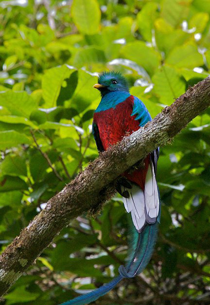 Villa Blanca Cloud Forest Hotel + Retreat
San Ramon, Costa Rica LGBTQ Destination Weddings & Honeymoons
