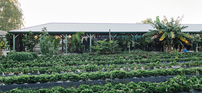 - South Florida Farm Weddings - Kai Kai Farm - Martin County - Indiantown