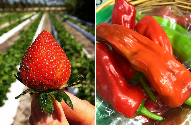 - South Florida Farm Weddings - Kai Kai Farm - Martin County - Indiantown
