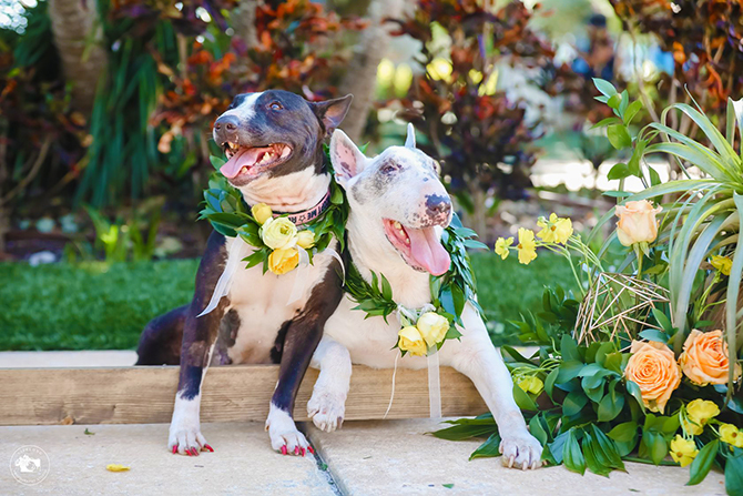 Dog friendly Inn - Postcard Inn On The Beach St. Pete Beach