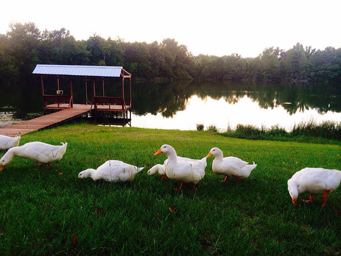 Savannah, Georgia LGBT Wedding Venue - Red Gate Farms