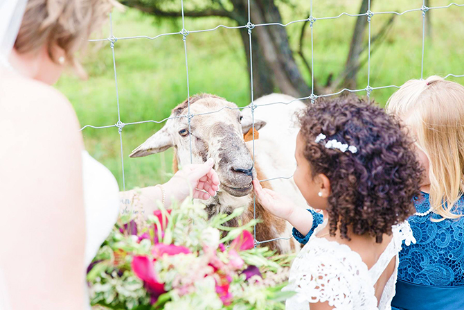 sheep petting - North Georgia Mountains - LGBT Wedding Venue - Willow Creek Farm