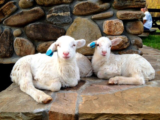 baby sheep - North Georgia Mountains - LGBT Wedding Venue - Willow Creek Farm