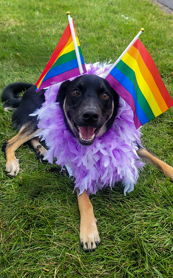 Bolingbrook Pride
Bolingbrook, Illinois LGBTQ+
Wedding Officiants & Ceremony Site
