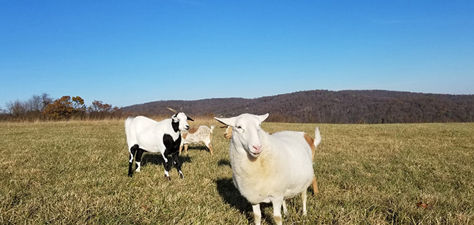 - Maryland Rustic Farm Weddings - Zigbone Farm Retreat