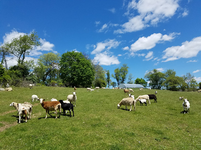 - Maryland Rustic Farm Weddings - Zigbone Farm Retreat