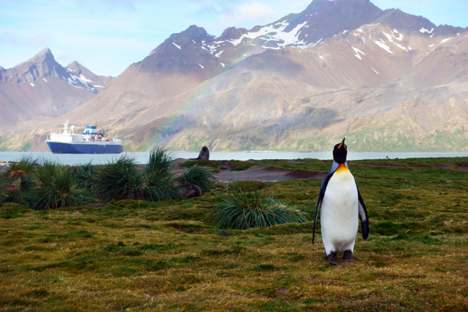 Alaska Cruise Penguin in Port - Presto Magic Travel - Cruise Travel Agent - LGBT Wedding Cruises and Honeymoons