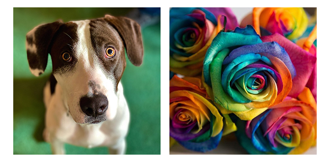 - LGBT Wedding Floral Designer - Scott A Designs, LLC - Northern New Jersey and Hudson Valley New York