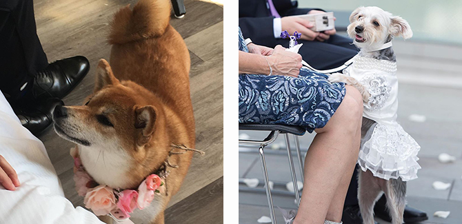 Wedding Dogs - Alice Soloway Weddings - Brooklyn, New York City