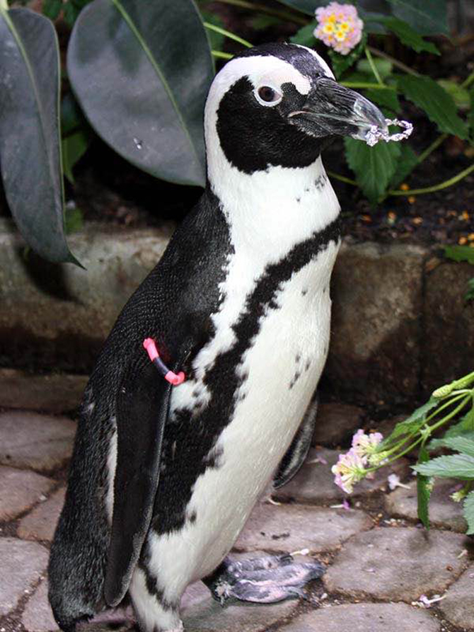 Penguin Carrying Wedding Ring - Atlantis Banquets and Events - Long Island, New York LGBT Wedding Receptions