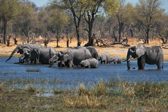 African Elephants - Brooklyn, NY LGBT Wedding Travel Agent Agent - Minerva Travel