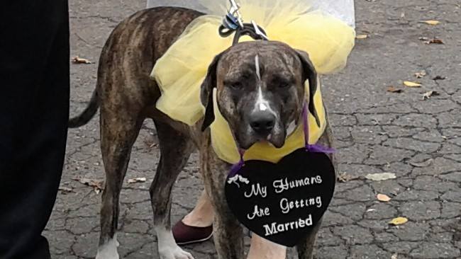 I Do Too! Trish White Marriage Officiant Pennsylvania and Northeastern PA, Pocono Mountain area, Pike County, Milford