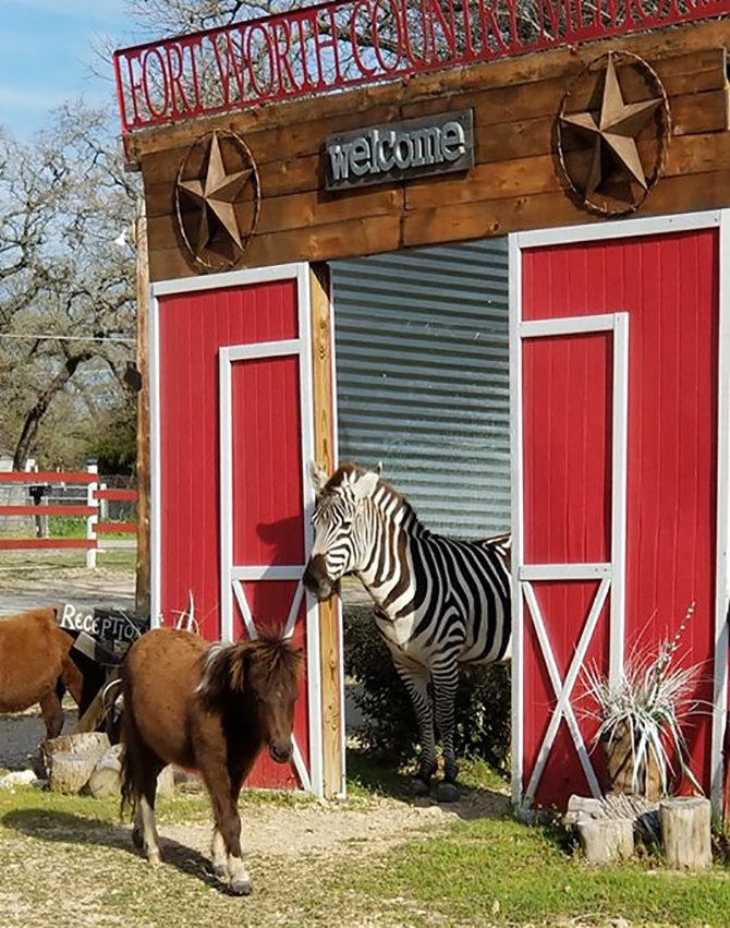 Zebra and ponies - Fort Worth Country Memories - Fort Worth, Texas Wedding Venue