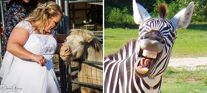 Zebra and ponies - Fort Worth Country Memories - Fort Worth, Texas Wedding Venue