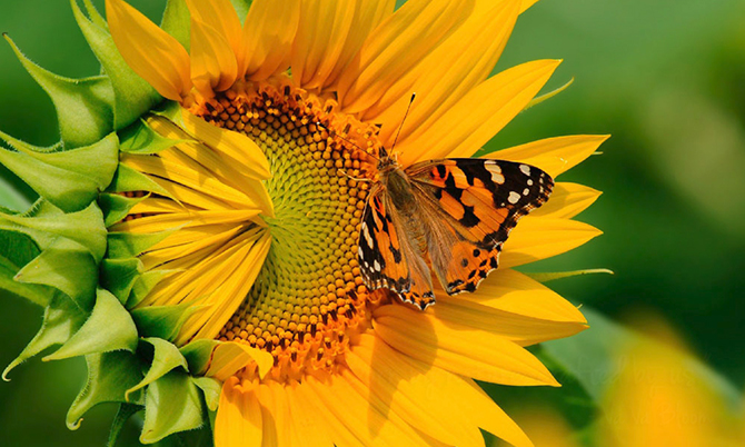 Va Va Bloom Florist Kingwood Texas