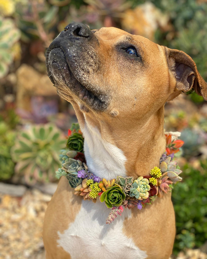 Succulent Wedding Decor and wearable art succulent jewelry - Succulents for Hire Toni Sicola