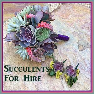 Succulents for hire