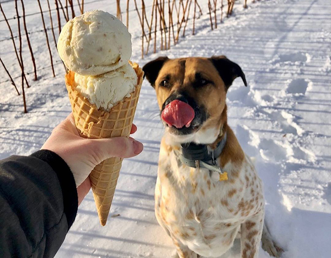 - Sisters of Anarchy Ice Cream Catering Company - Vermont, Massachusetts, New York