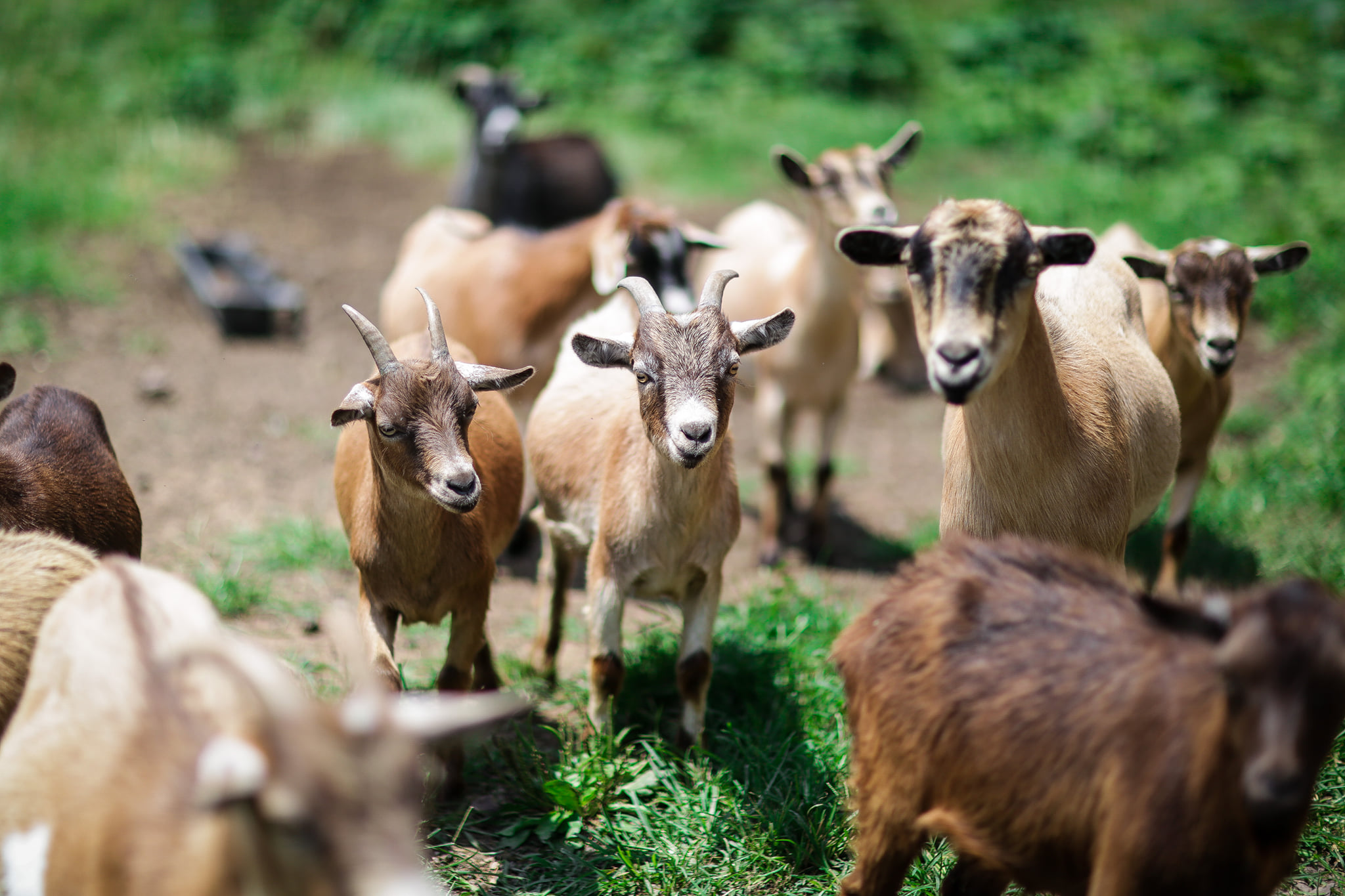 Castleton Meadows LP 
Castleton, Virginia LGBT Weddings
