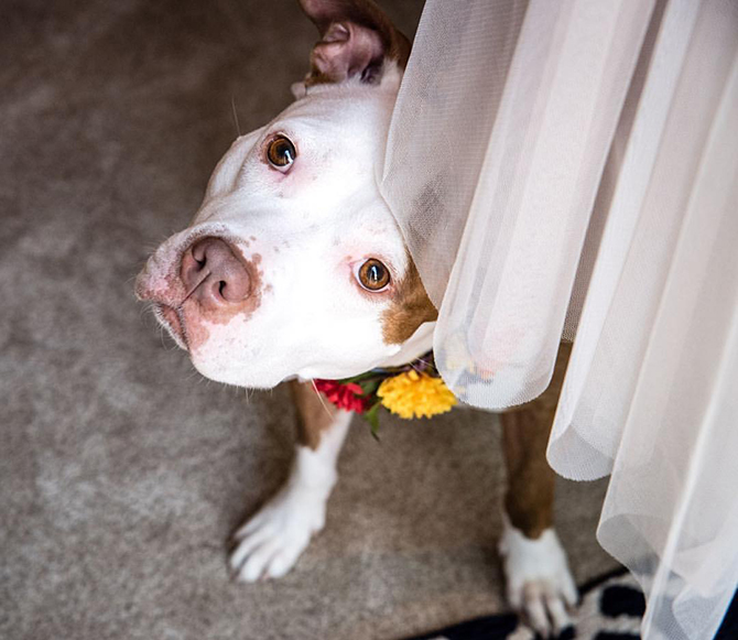 Wedding dog - Arlington, VA Same-Sex Wedding Photographer - Photos From The Harty