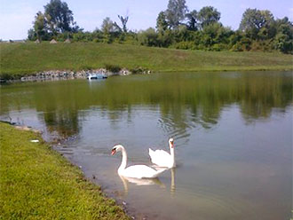 Lakeside Reflections Banquet & Catering Facility - Swans on the lake